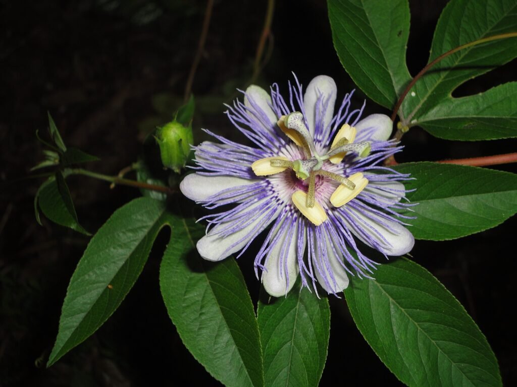 Fleur de passiflore, Passiflora incarnata