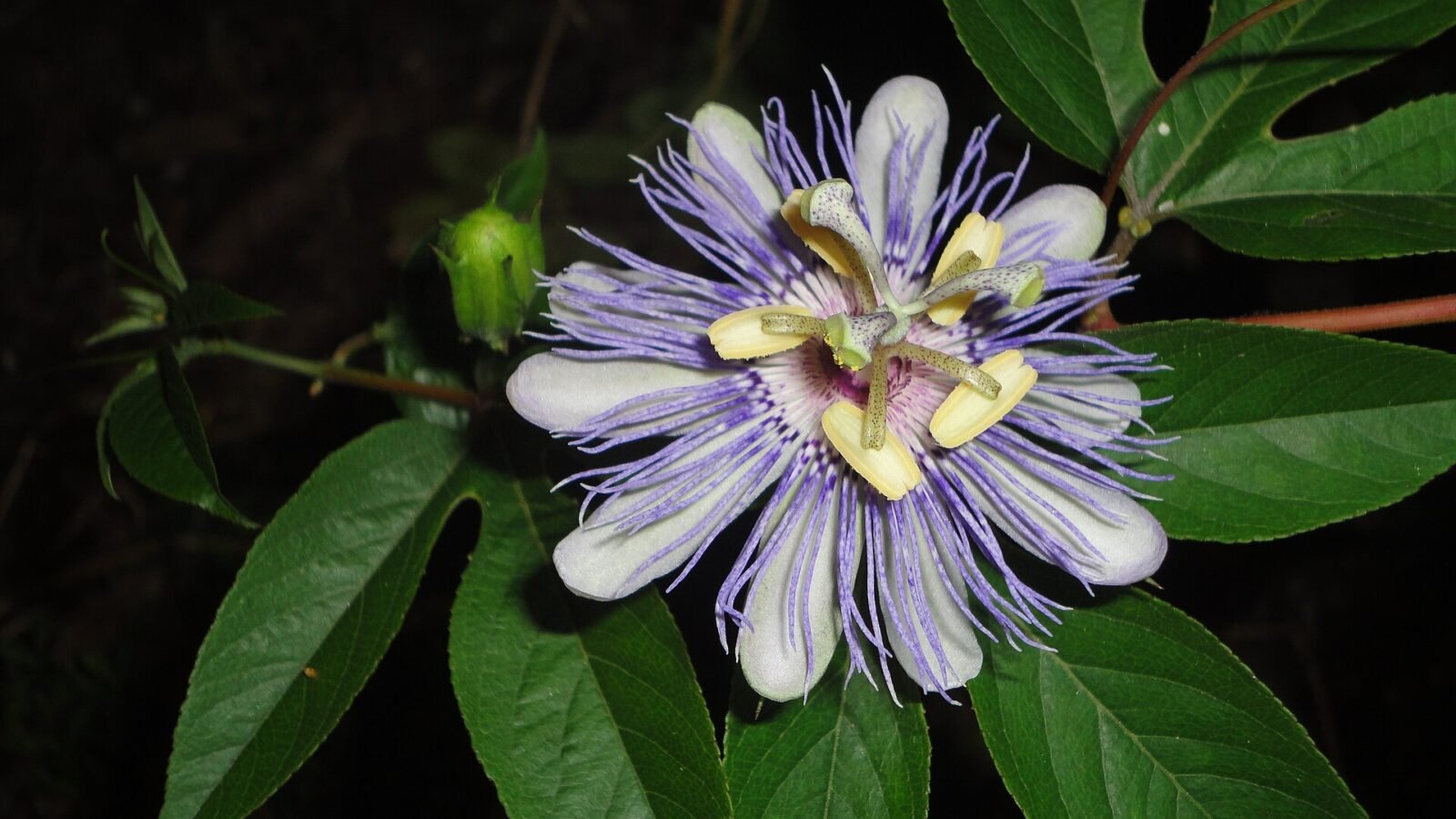 Fleur de passiflore ouverte et bouton, sur la plante