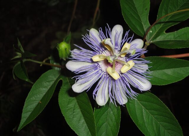 Fleur de passiflore ouverte et bouton, sur la plante