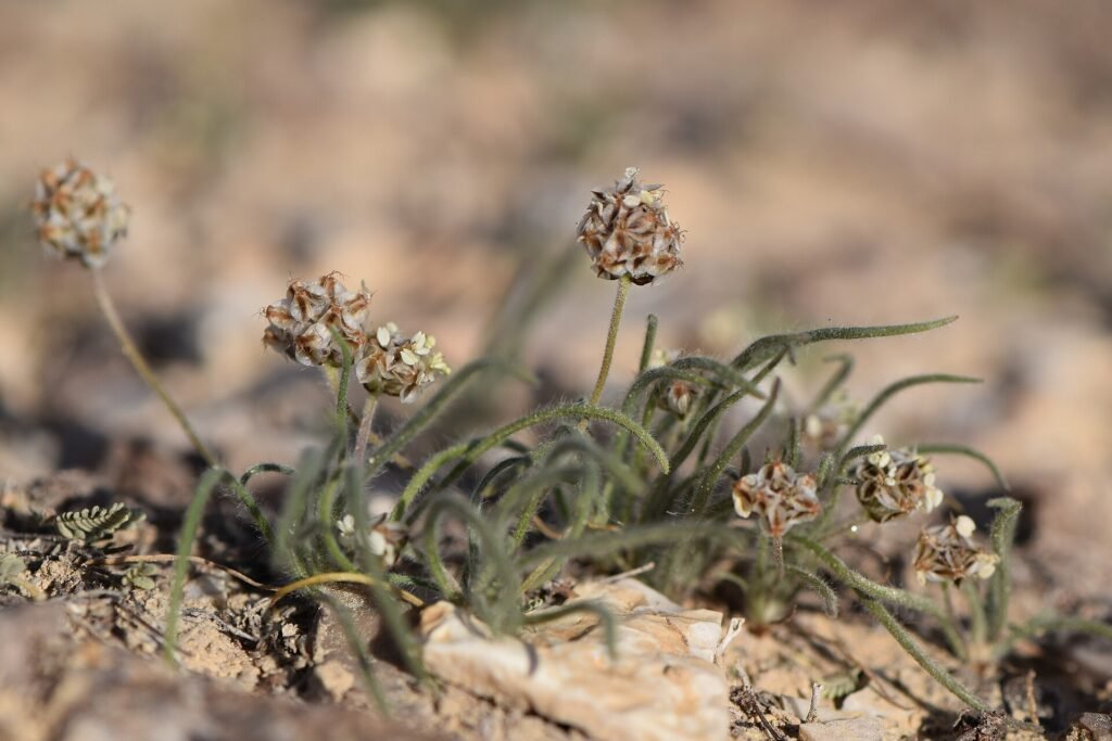 Plantago ovata en épis