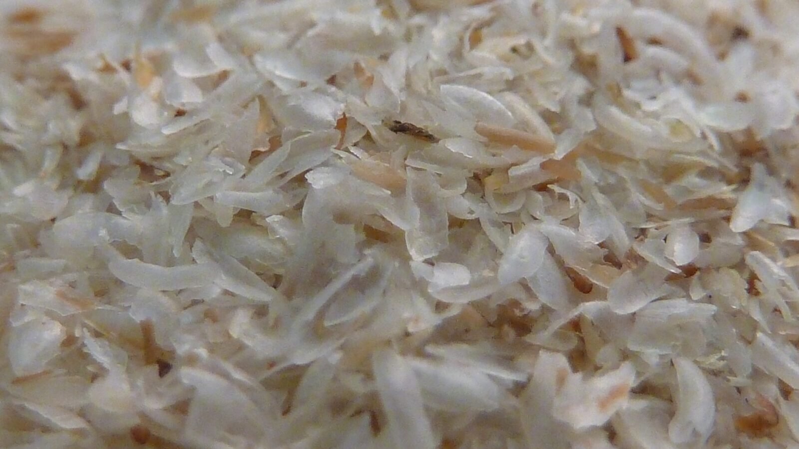 Tas de téguments de psyllium blond, l'enveloppe de la graine d'ispaghul