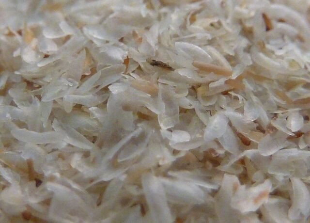 Tas de téguments de psyllium blond, l'enveloppe de la graine d'ispaghul