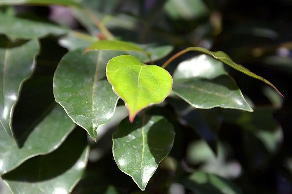 Feuilles de Cinnamomum camphora, organe distillé du ravintsara