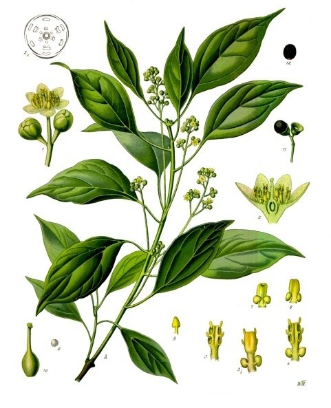 Planche botanique de Cinnamomum camphora, le camphrier