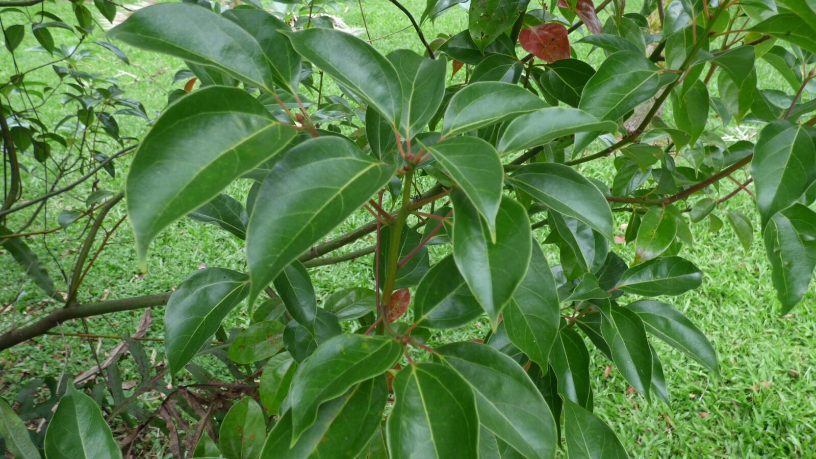 Feuillage de Cinnamomum camphora, l'arbre dont provient le ravintsara