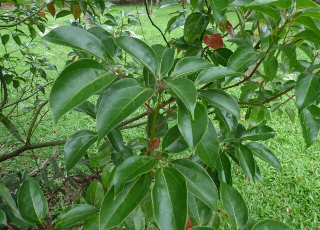 Feuillage de Cinnamomum camphora, l'arbre dont provient le ravintsara