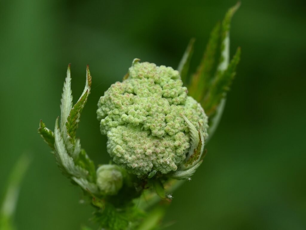 Bouton floral de reine des prés