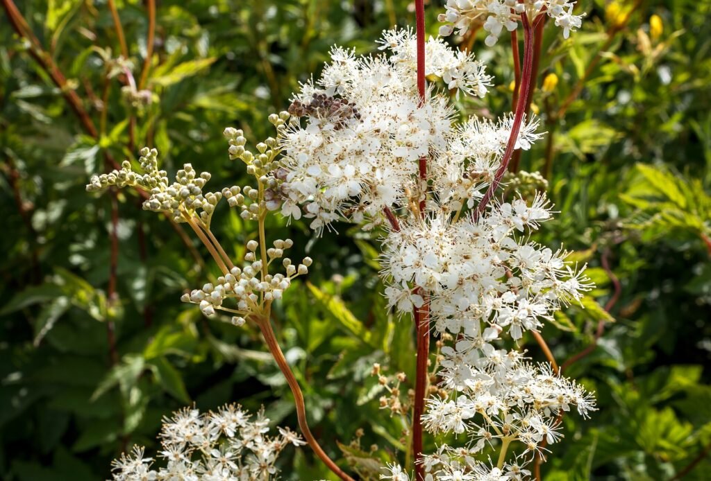 Panicules de reine des prés