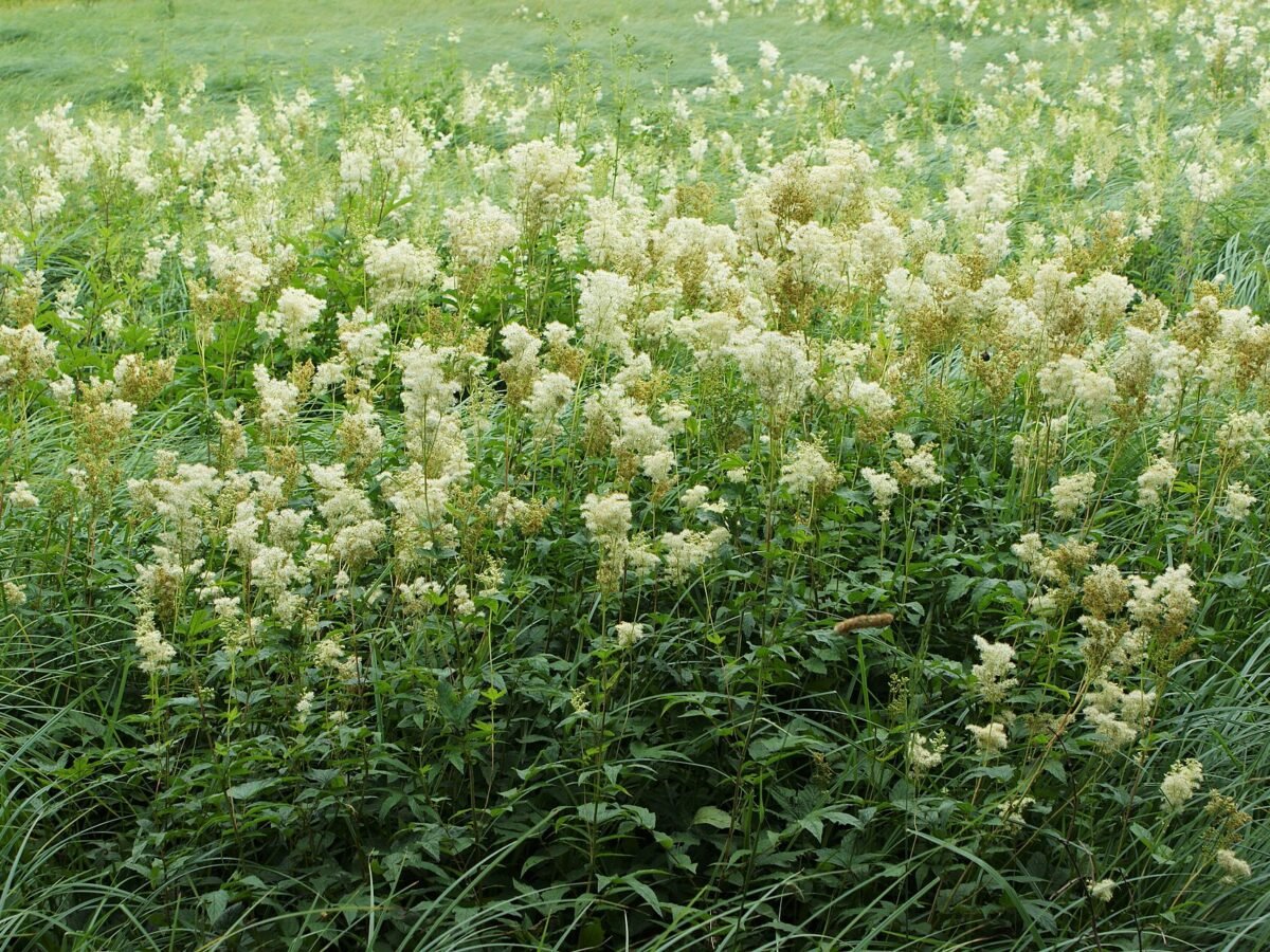 Massif de reine des prés en fleur au milieu des herbes d'une prairie humide