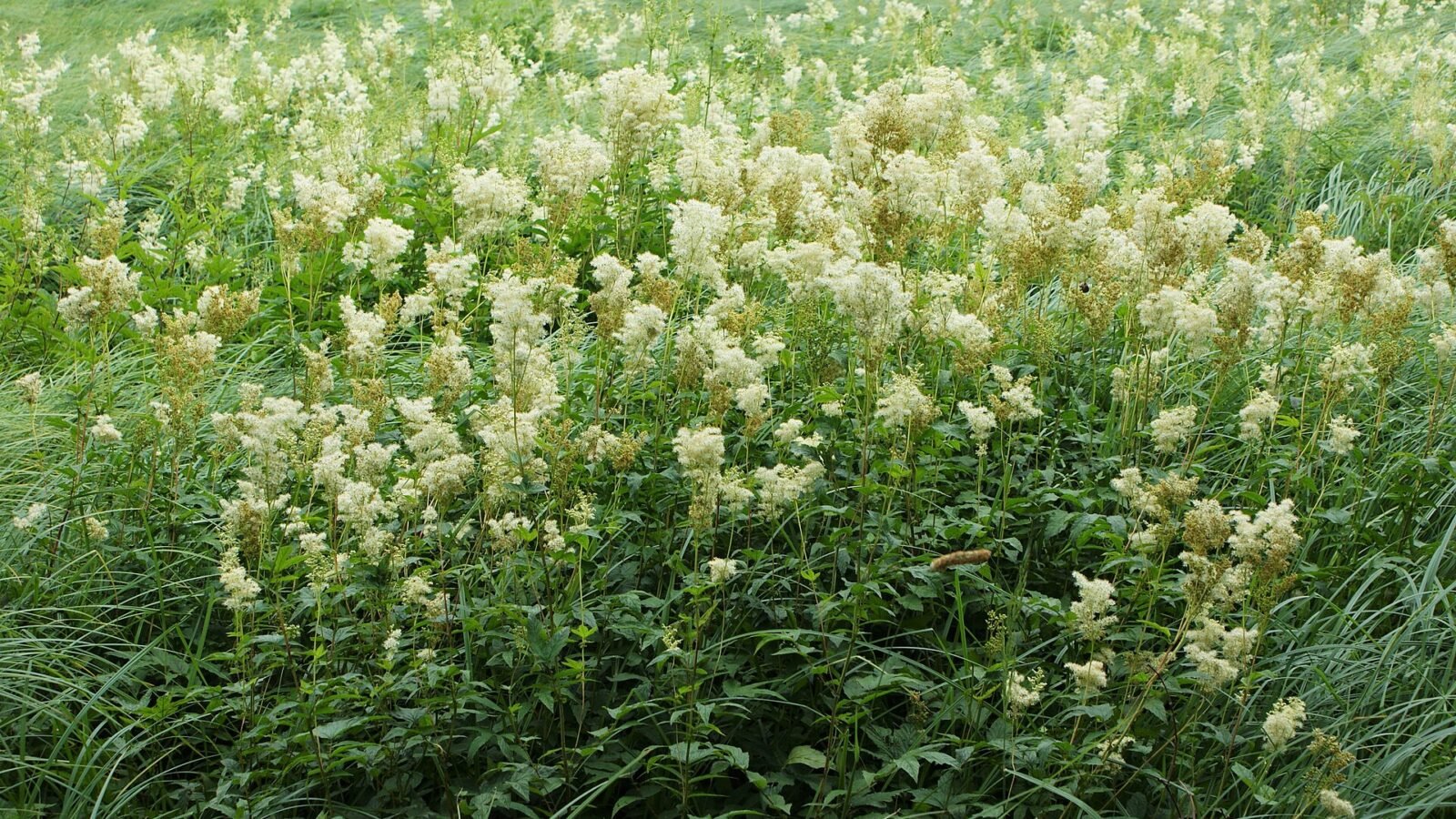 Massif de reine des prés en fleur au milieu des herbes d'une prairie humide