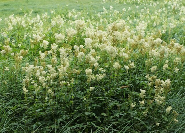 Massif de reine des prés en fleur au milieu des herbes d'une prairie humide