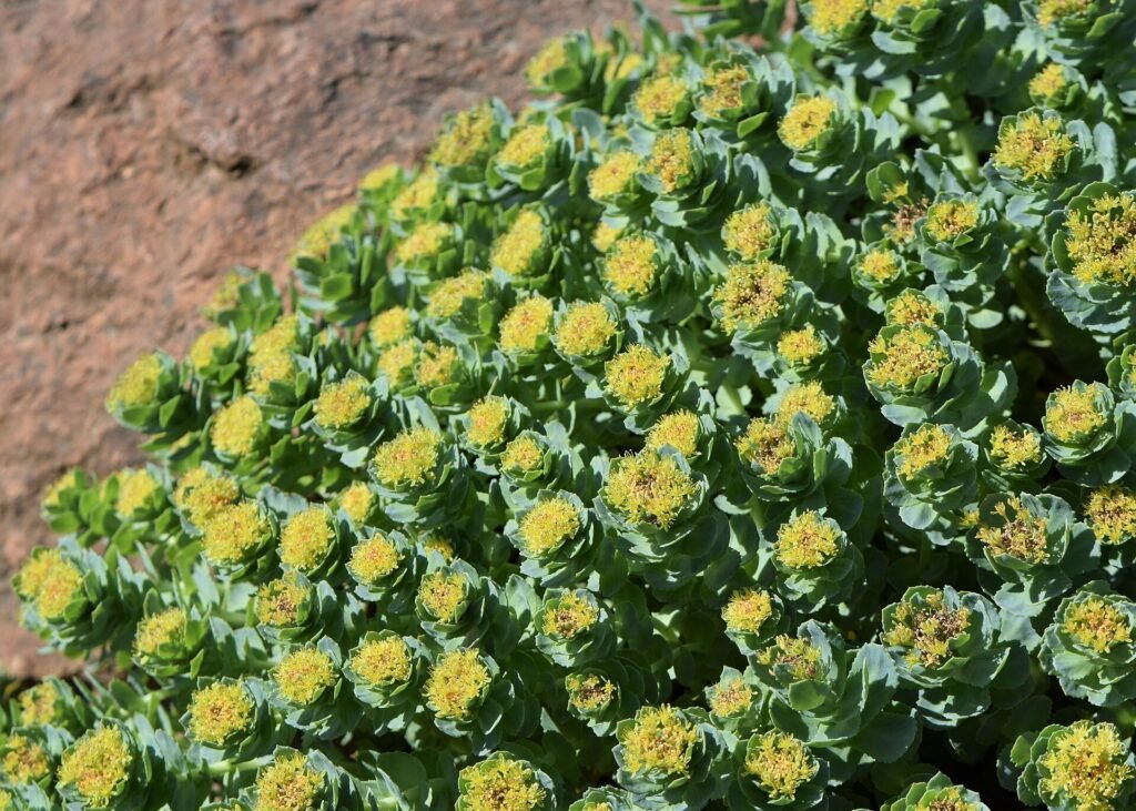 Rhodiola rosea en fleur