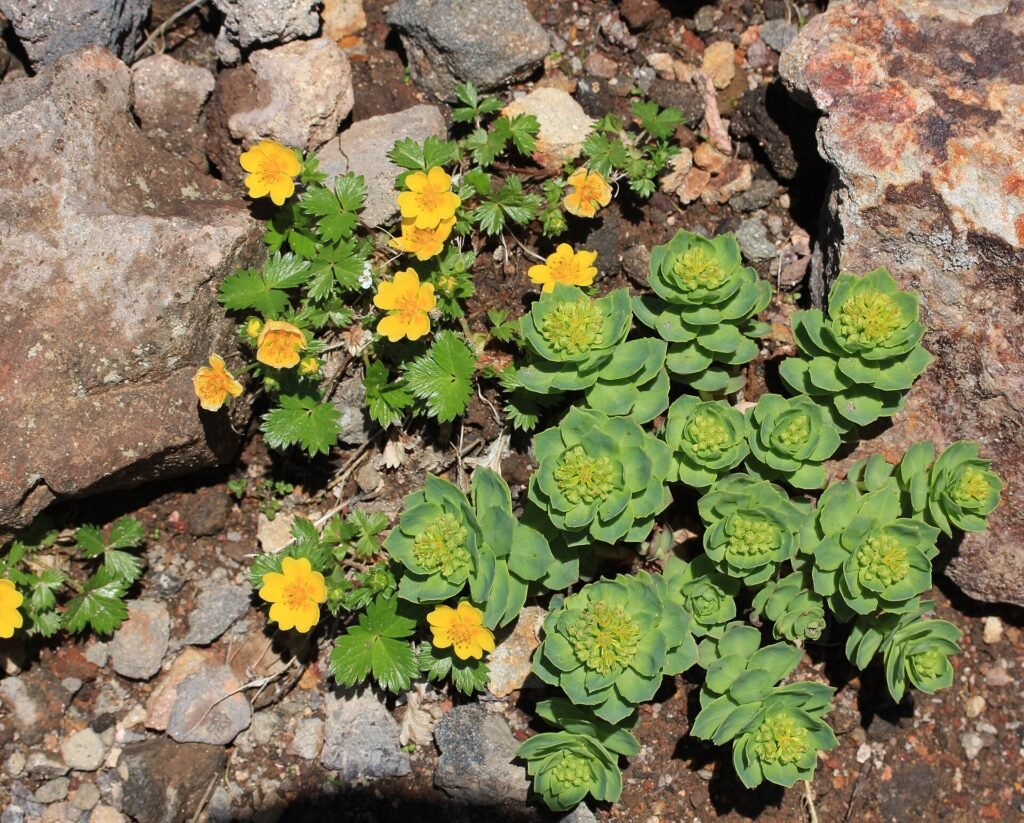Rhodiola rosea en pierrier d'altitude