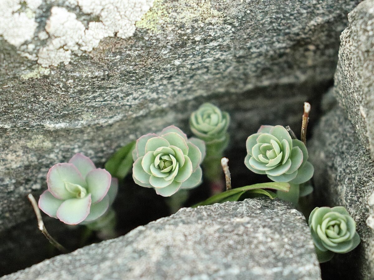 Jeunes rosettes de rhodiola poussant dans une fissure de rocher