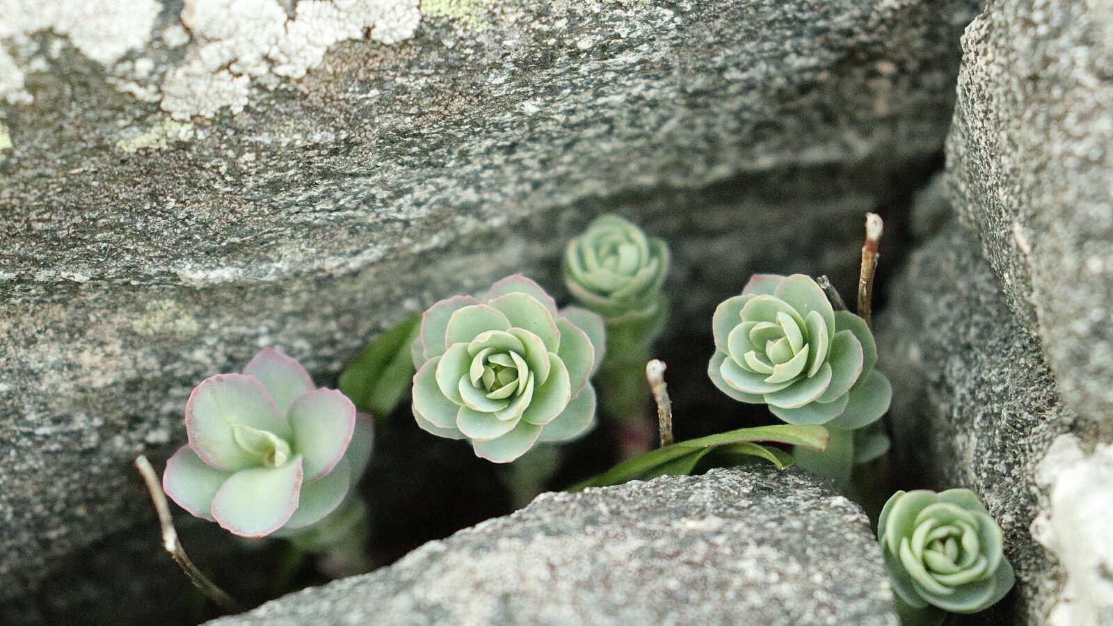 Jeunes rosettes de rhodiola poussant dans une fissure de rocher