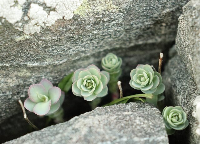Jeunes rosettes de rhodiola poussant dans une fissure de rocher