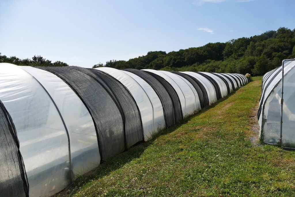Bassin de production de spiruline en France