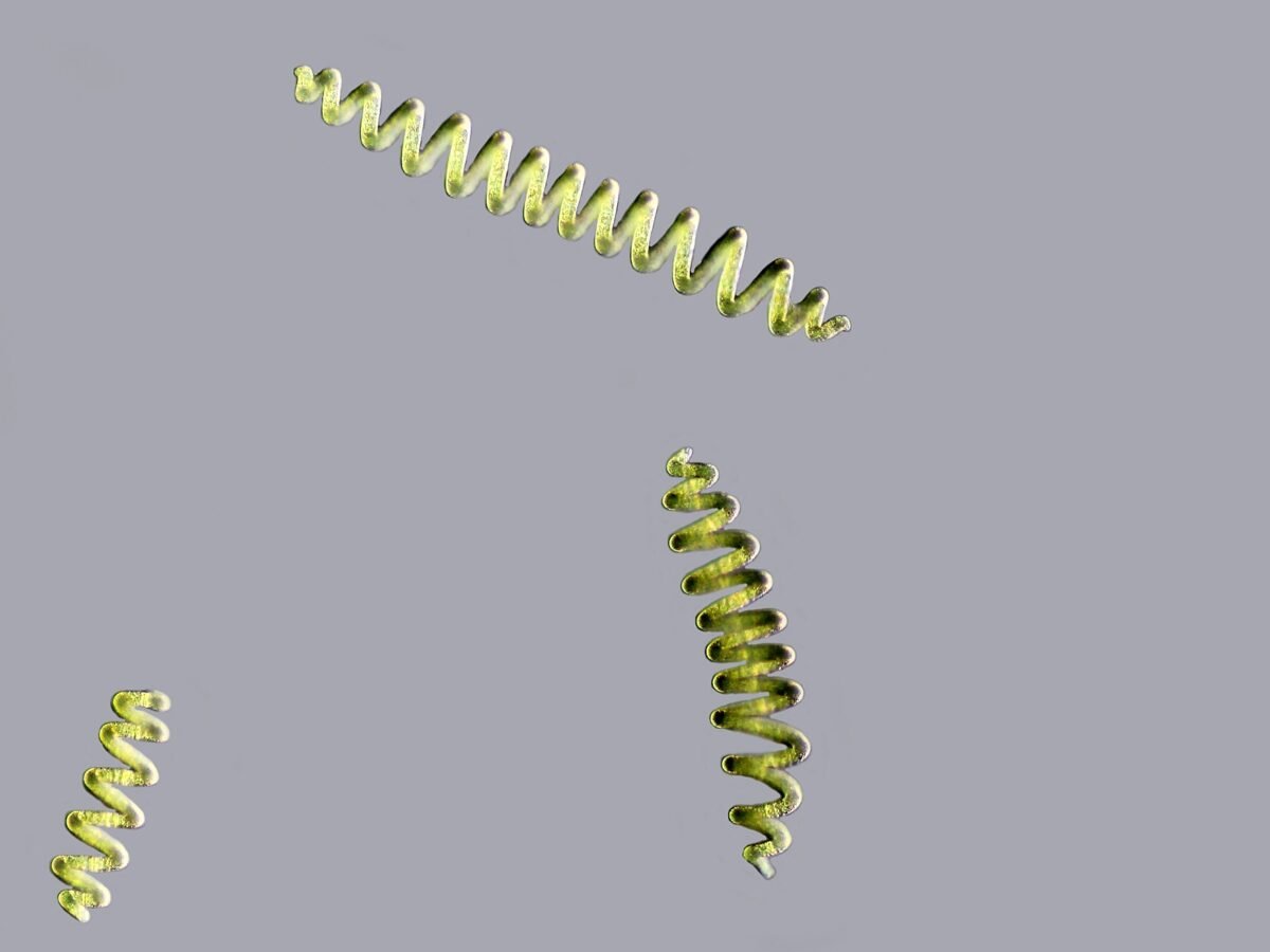 Trois filaments spiralés de la cyanobactérie spiruline vus au microscope
