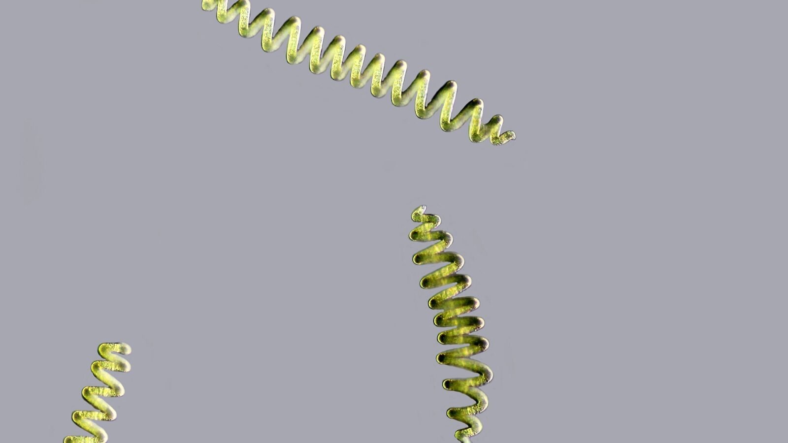 Trois filaments spiralés de la cyanobactérie spiruline vus au microscope