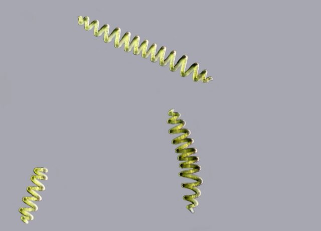 Trois filaments spiralés de la cyanobactérie spiruline vus au microscope