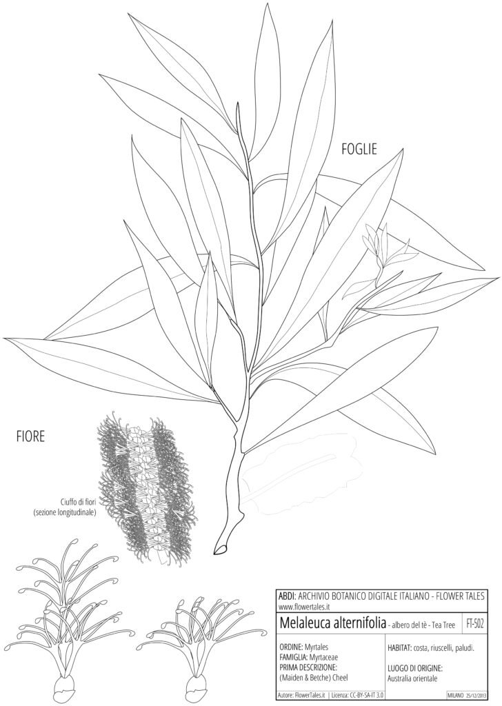 Planche botanique de Melaleuca alternifolia, l'arbre à thé