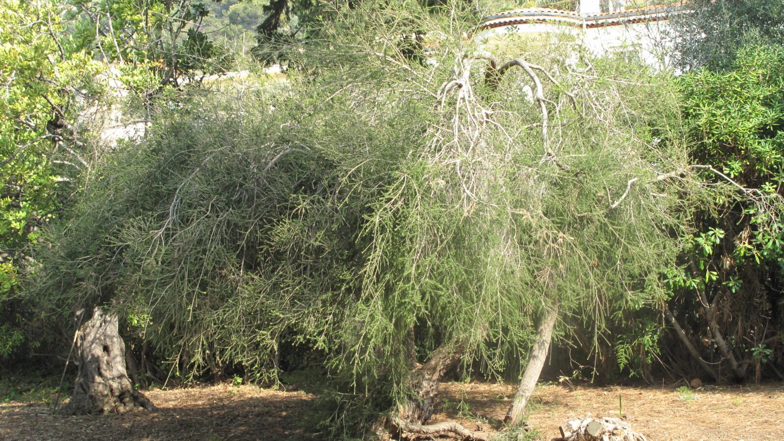 Rameaux fleuris de Melaleuca alternifolia, l’arbre à thé
