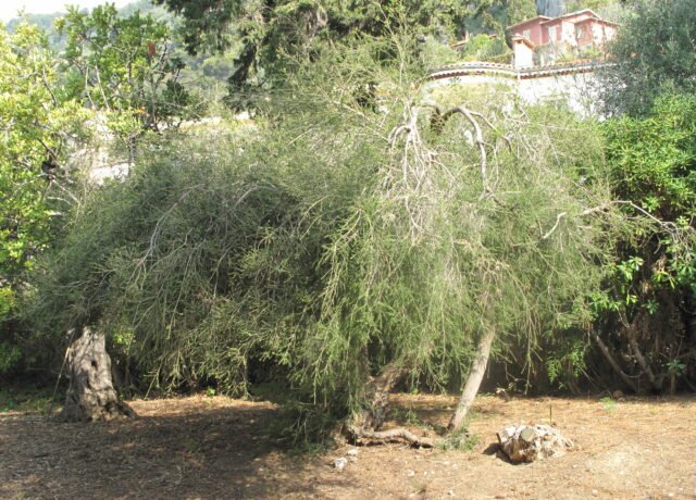 Rameaux fleuris de Melaleuca alternifolia, l’arbre à thé
