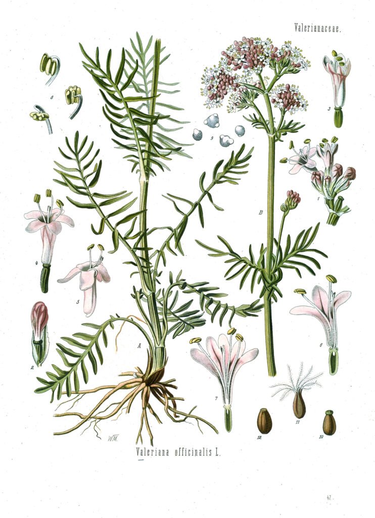 Planche botanique de Valeriana officinalis