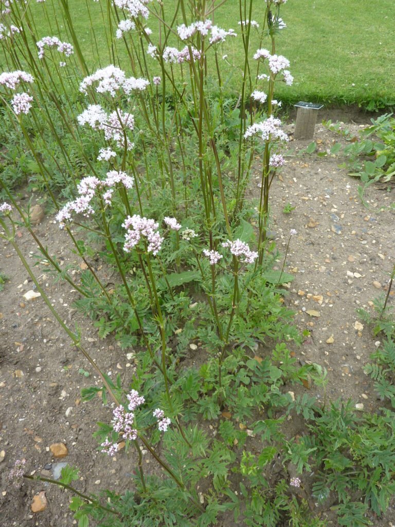 Pied de valériane officinale en fleur