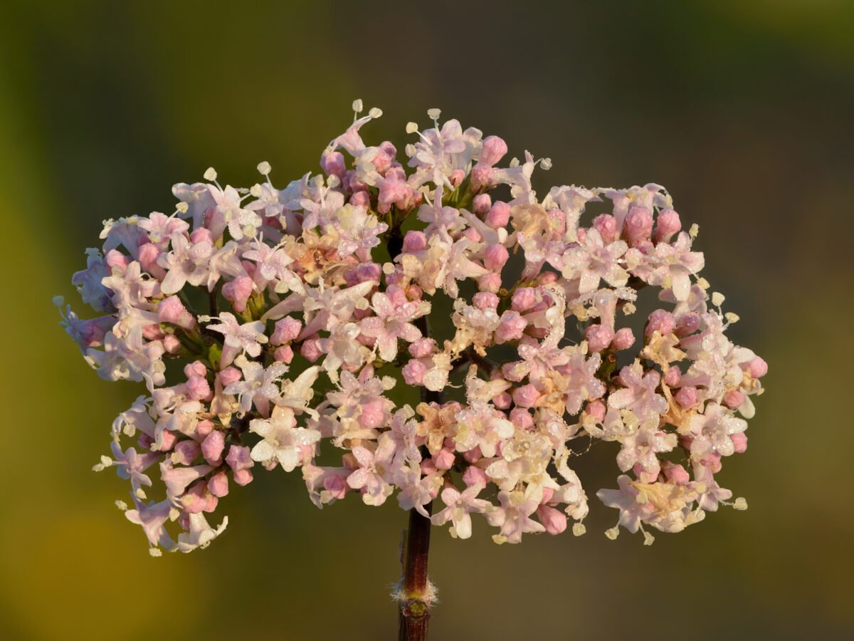 Inflorescence de valériane officinale