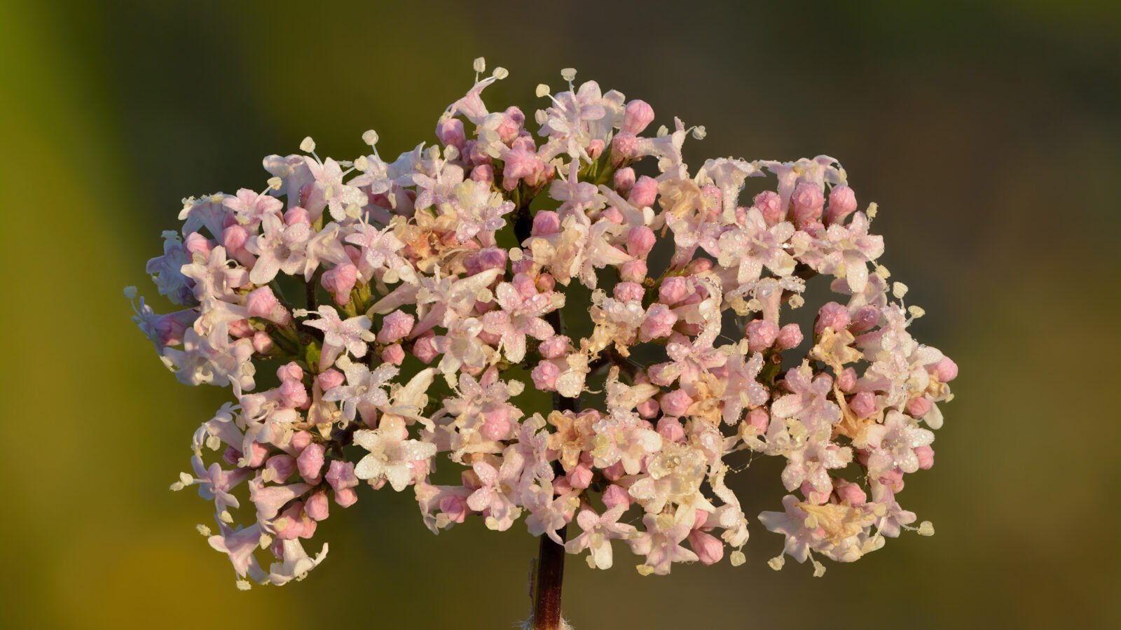 Inflorescence de valériane officinale