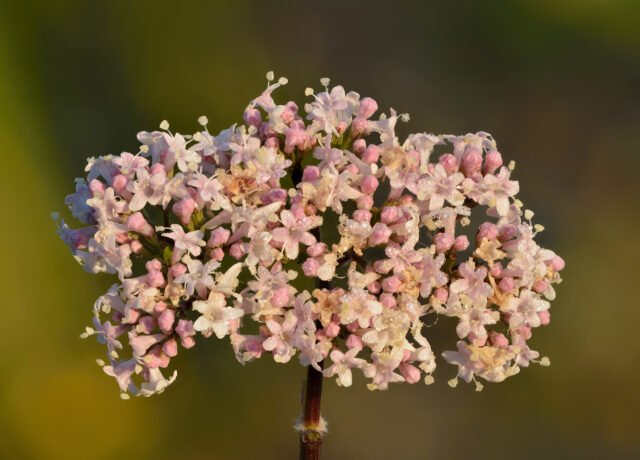 Inflorescence de valériane officinale